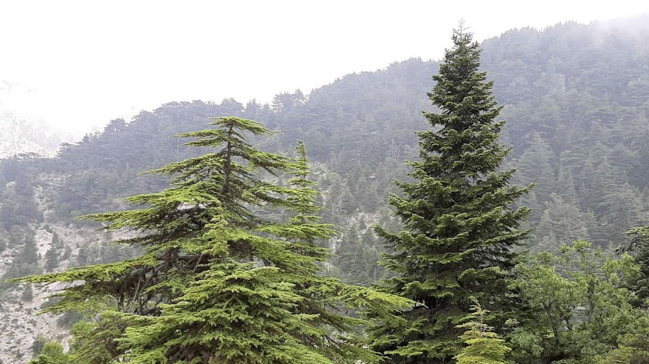 foret edhen vue