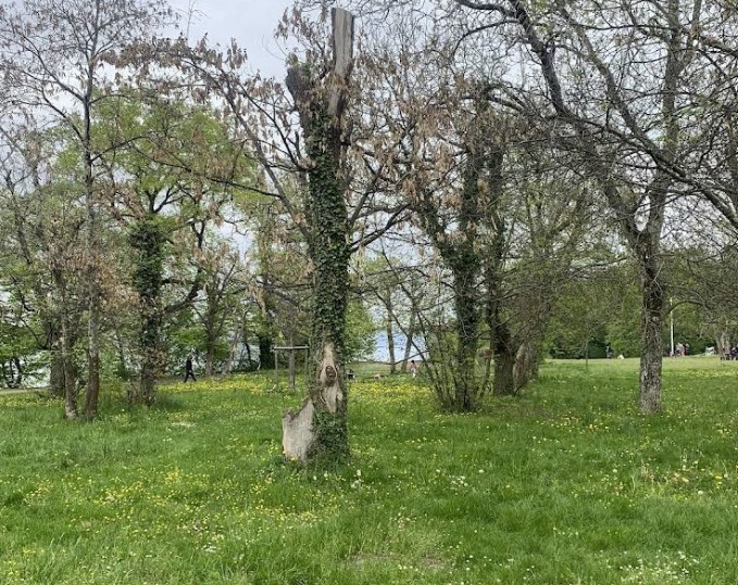 foret ripaille 2